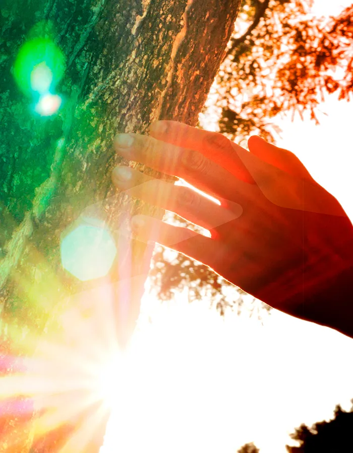 NAV-CSR-framework-hand-on-tree