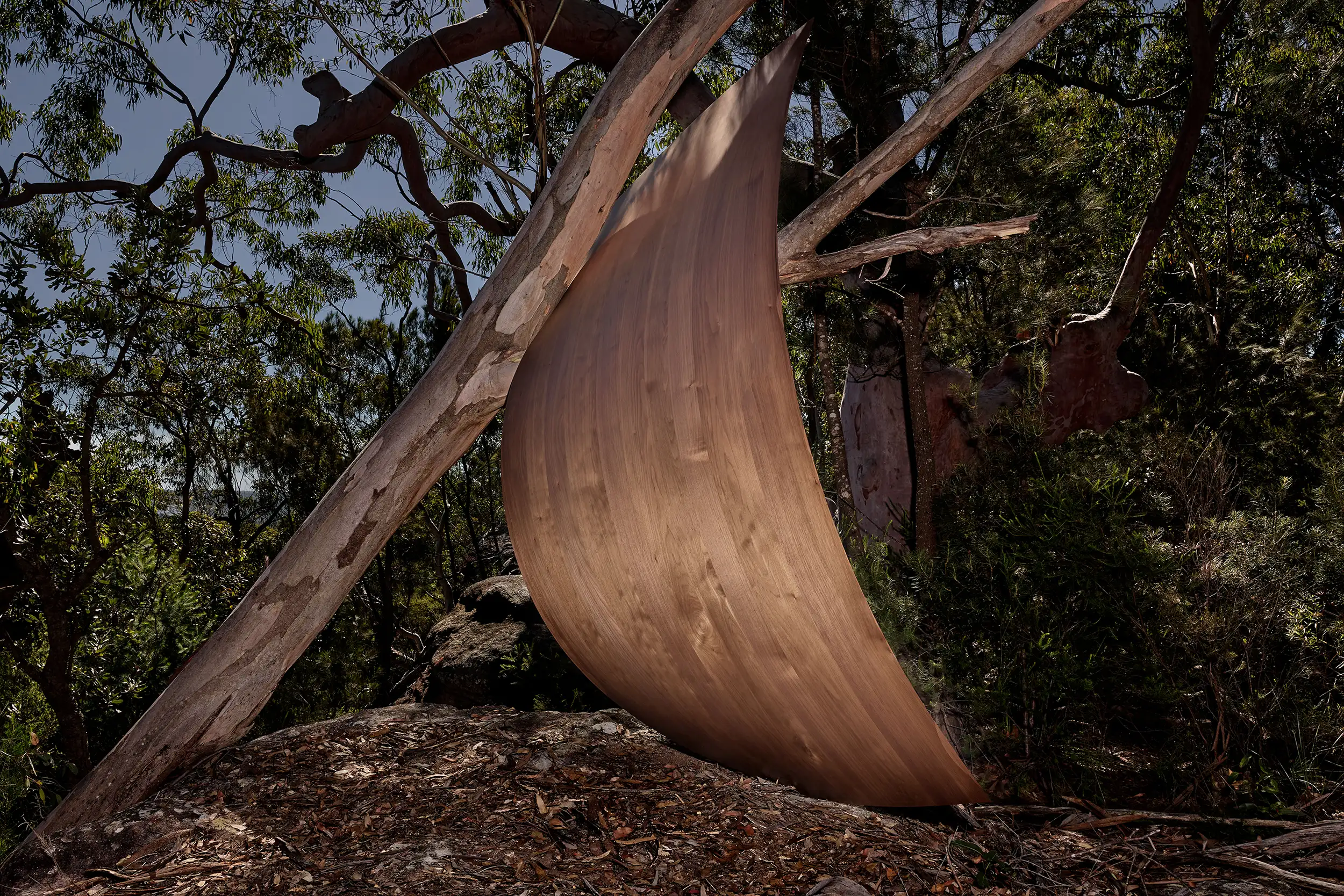 Sculpted by Natural Timber Beauty